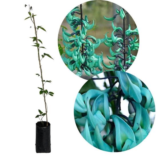 Muda De Jade Azul Planta Trepadeira Pendente Para Pergolados - Verde Garden  - Muda - Magazine Luiza