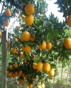 Imagem de Muda de Laranja Bahia Produzindo Altura de 1,0 m a 1,5 m