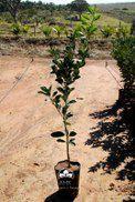 Imagem de Muda de Laranja Imperial Altura de 0,40 cm a 0,80 cm