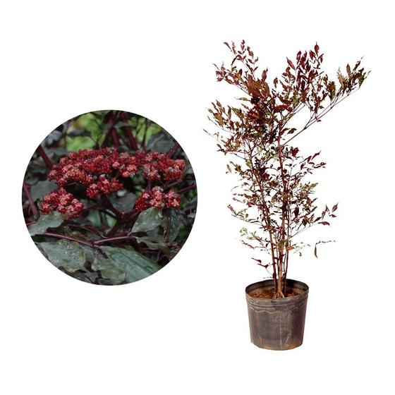 Imagem de Muda de Leia Rubra 20 a 40cm AMK - Plantas Online