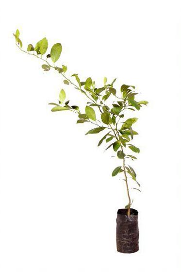 Muda de Limão Cravo Altura de 0,40 cm a 0,80 cm - Plantas - Muda - Magazine  Luiza