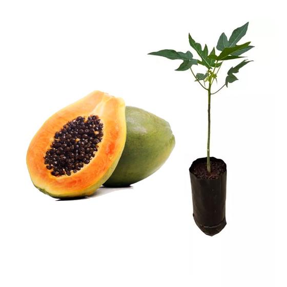 Imagem de Muda de Mamão Papaia 20 a 40cm AMK - Plantas Online