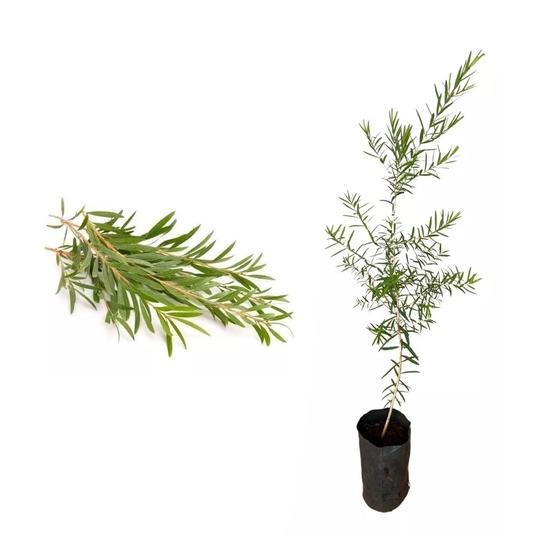 Imagem de Muda de Melaleuca 20 a 40cm AMK - Plantas Online