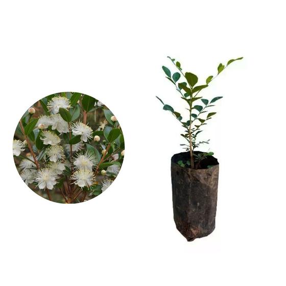 Imagem de Muda de Murta 20 a 40cm AMK - Plantas Online