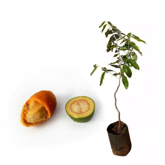 Imagem de Muda de Oiti 20 a 40cm AMK - Plantas Online