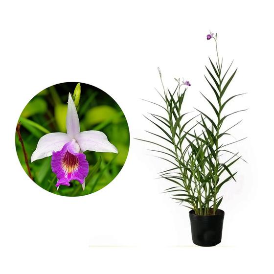 Imagem de Muda de Orquídea Bambu 20 a 40cm AMK - Plantas Online
