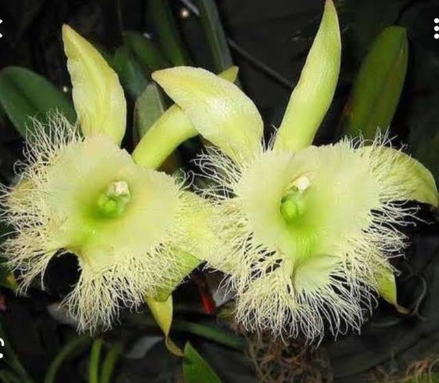 Muda de orquídea Rhyncholaelia digbyana - Cascata das Orquídeas - Muda -  Magazine Luiza
