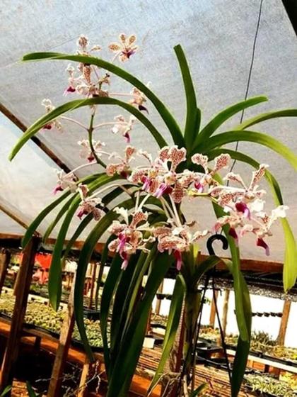 Imagem de Muda de orquídea Vanda Tricolor