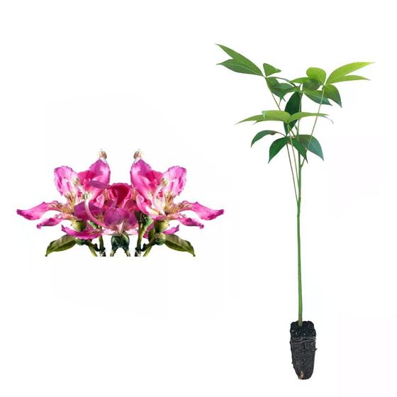 Imagem de Muda de Paineira Rosa 20 a 40cm AMK - Plantas Online