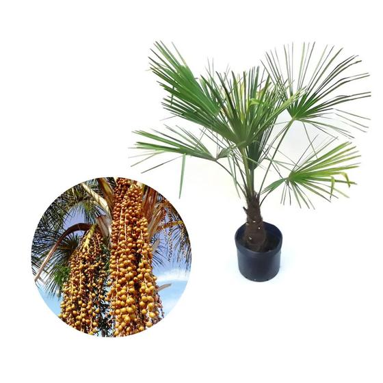 Imagem de Muda de Palmeira Buriti 20 a 40cm AMK - Plantas Online