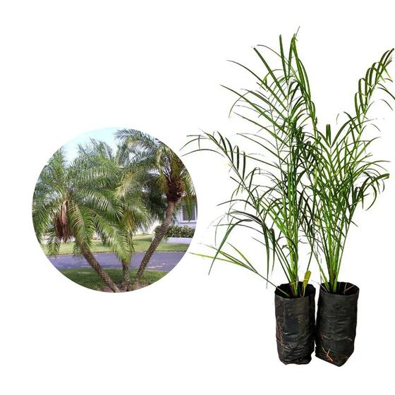 Imagem de Muda de Palmeira Fenix 50 a 80cm AMK - Plantas Online