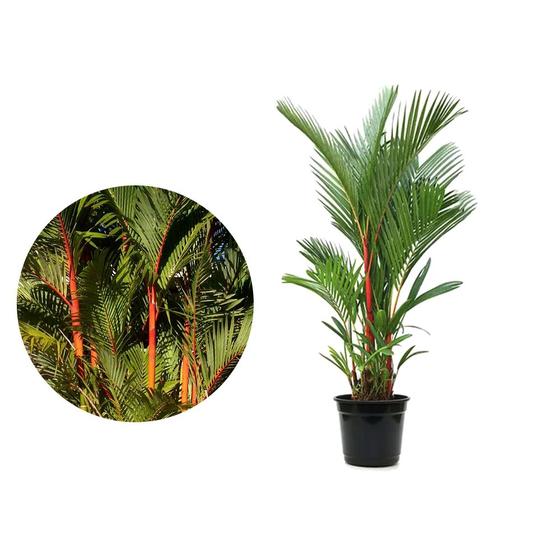 Imagem de Muda de Palmeira Laca Ou Renda 20 a 40cm AMK - Plantas Online