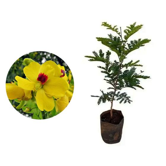 Imagem de Muda de Pau Brasil 20 a 40cm AMK - Plantas Online