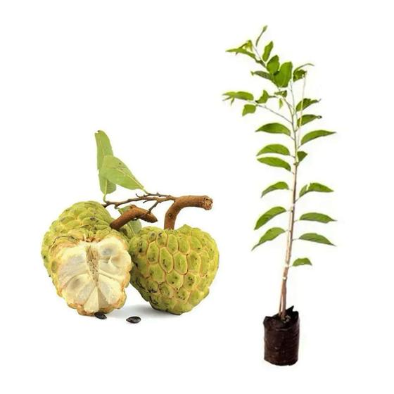 Imagem de Muda de Pinha 20 a 40cm AMK - Plantas Online