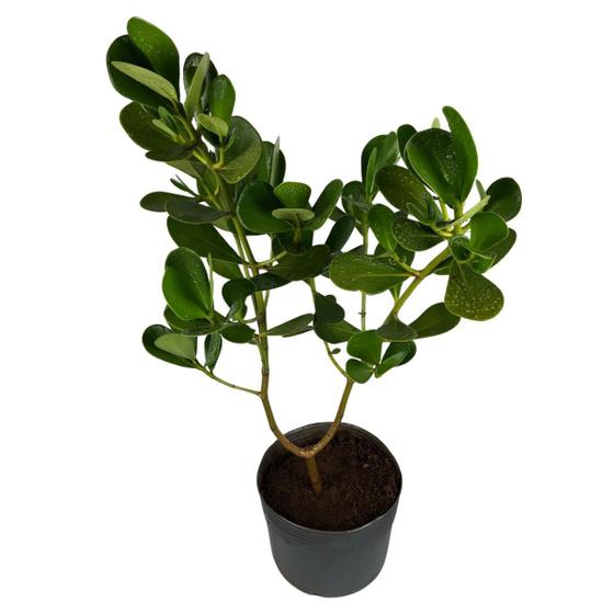 Imagem de Muda de planta clusia verde média 40cm para cerca viva vasos paisagismo renques ambientes externos, internos e piscina