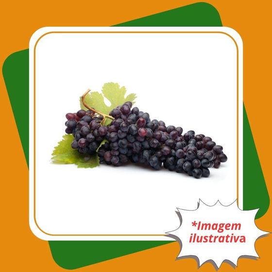 Imagem de Muda de Uva BRS Carmem Enxertada  Vitis.