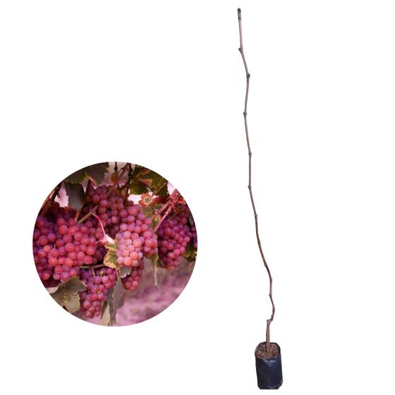 Imagem de Muda de Uva Rosa Enxertada Para Produzir