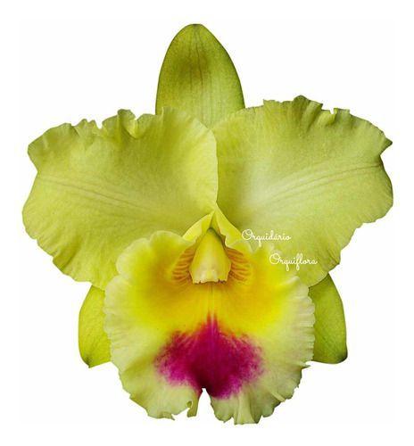 Imagem de Muda Flor Amarela Orquídea Cattleya Blc. Goldenzelle Envasada Vaso Plástico 15