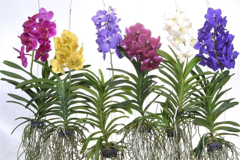 Imagem de Muda Jovem Orquidea Vanda Identificada Cores Variadas