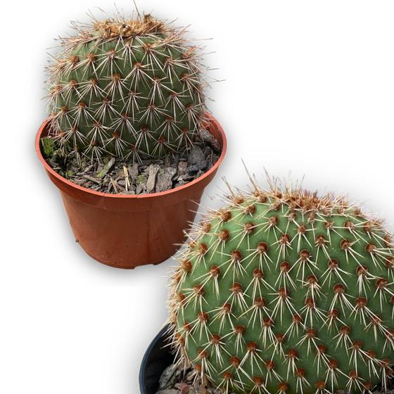 Imagem de Muda Opuntia Orelha De Mikey Bolacha Linda Plantada No Vaso