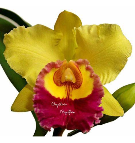 Muda Orquídea Cattleya Blc. Chunyeah Flor Amarela - Orquiflora - Flores  Artificiais - Magazine Luiza