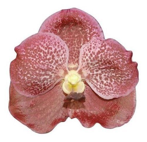 Imagem de Muda Orquídea Vanda Kriengchai Brownie ( Amarronzada )