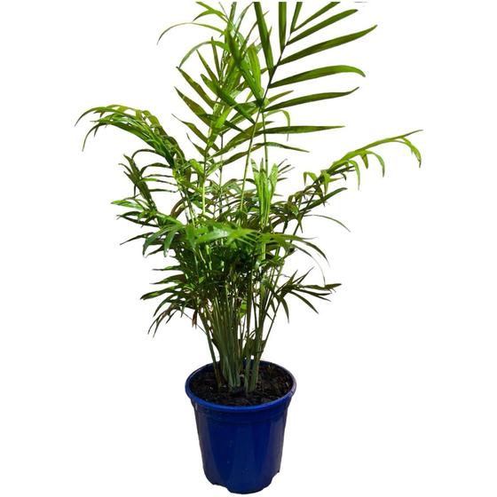 Imagem de Muda Planta Palmeira Bambu Decoração + Vaso Bem Embalado Top