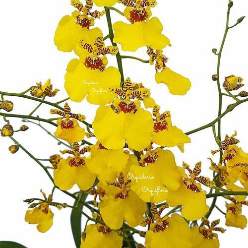 Muda Pré Adulta Orquídea Oncidium Aloha Planta Natural - Orquiflora -  Planta e Flor Natural - Magazine Luiza