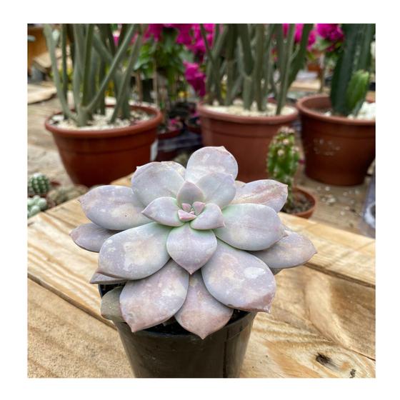 Graptopetalum Superbum Suculenta Rosa Morado – Planta Exótica Rara – Fácil De Cuidar