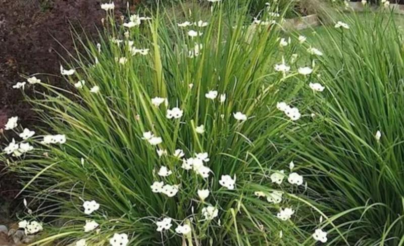Imagem de mudas de moreia 20 und - flor brancas decorativa 40 cm