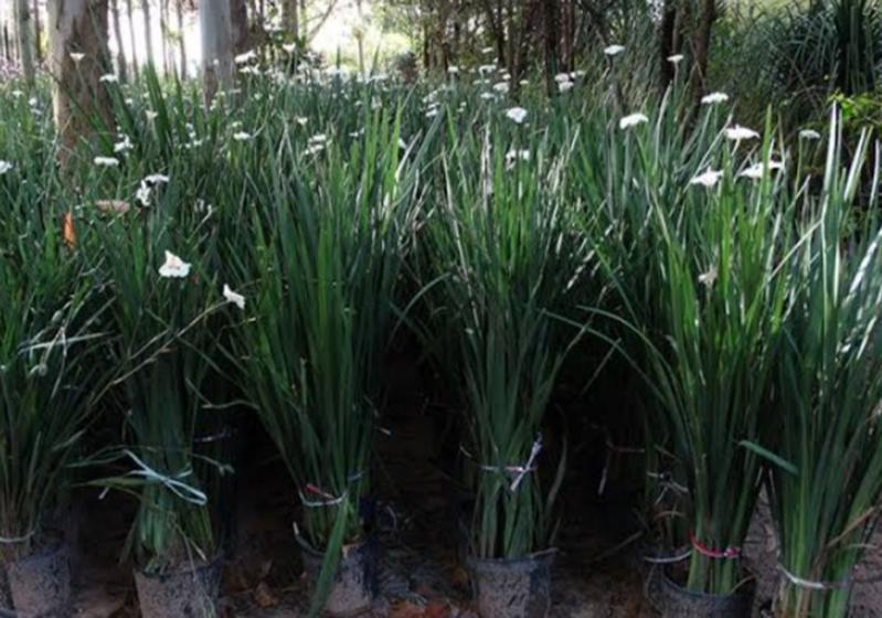 Mudas De Moreia Flor Branca 40cm 10 Unid - AZUL VERDE GARDEN - Plantas
