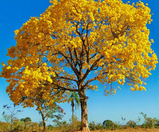 Mudas de Ype Amarelo, ipê Amarelo mudas de 1 metro Ornament Mudas Planta e Flor Natural