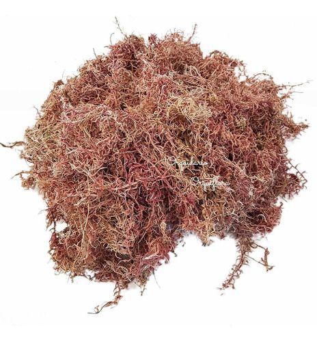 Imagem de Musgo Sphagnum 5 Litros Substrato Para Plantas E Orquídeas