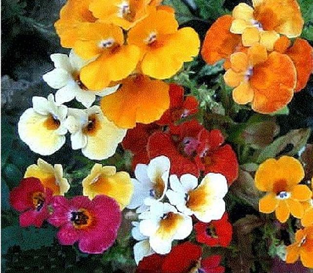 Imagem de Nemesia Strumosa Sortida - 100mg De Sementes