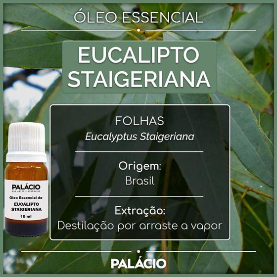 Imagem de Óleo Essencial de Eucalipto Staigeriana 10 ml 100% Puro