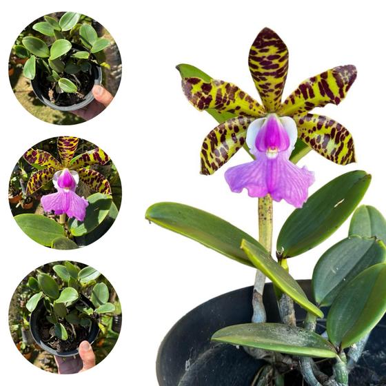 Imagem de Orquídea Adulta '' Cattleya Aclandiae '' - Aroma E Beleza