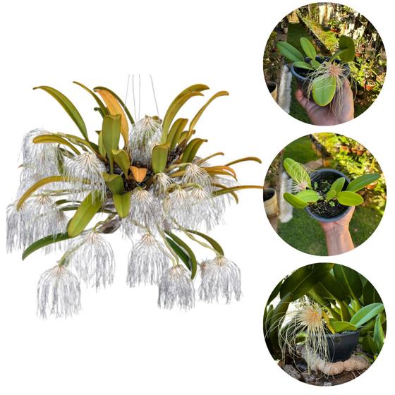 Imagem de Orquídea Adulta Exótica '' Bulbophyllum Medusa Medusae ''