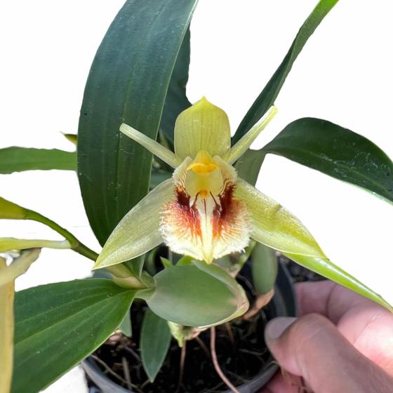 Imagem de Orquídea Adulta Verde '' Coelogyne Fimbriata '' Bem Formada