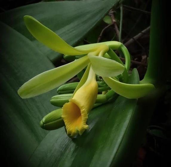 Orquidea Baunilha (Vanilla planifolia) - Orquidário - Planta e Flor Natural  - Magazine Luiza