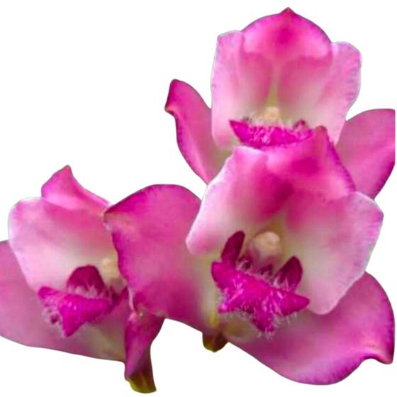 Imagem de Orquidea Bifrenaria Tyrianthina