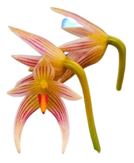 Imagem de Orquidea Bulbophyllum Affine