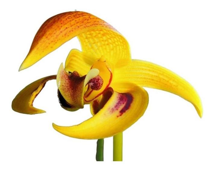 Imagem de Orquidea Bulbophyllum Dearei Matt