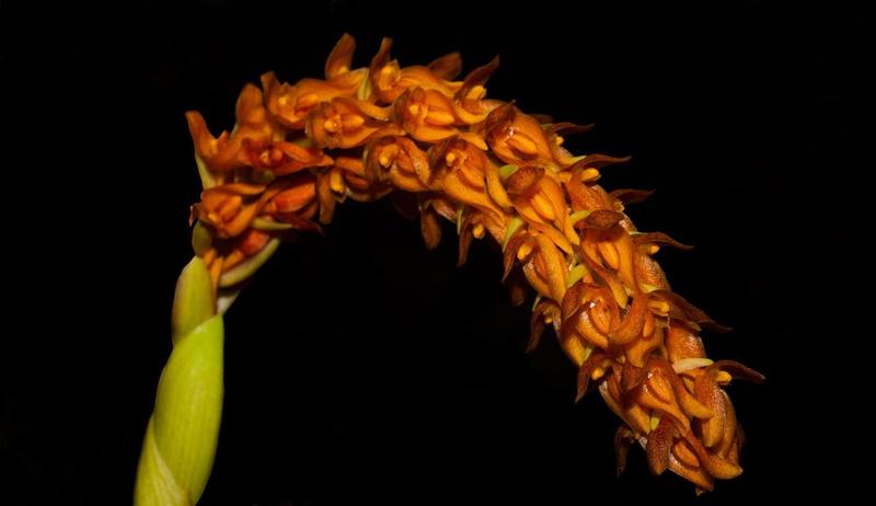 Imagem de Orquídea Bulbophyllum elassoglossum