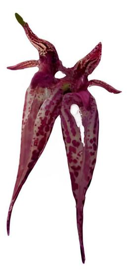 Imagem de Orquidea Bulbophyllum Emily Siegerist