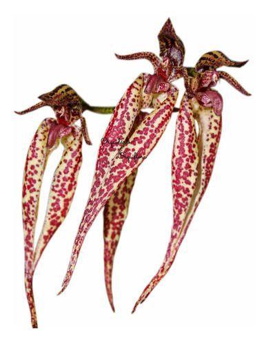 Imagem de Orquídea Bulbophyllum Emily Siegerist Planta Adulta Exótica