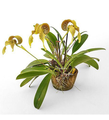 Imagem de Orquídea Bulbophyllum Grandiflorum Planta Adulta Com Vaso