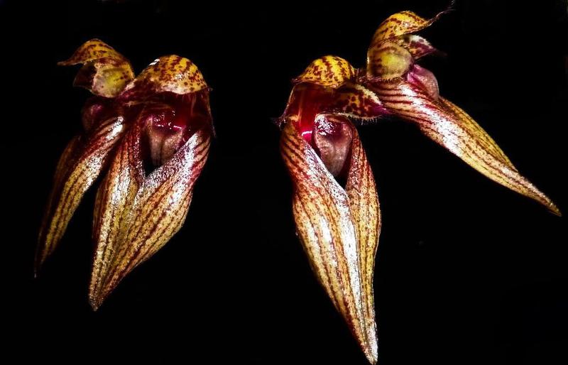 Imagem de Orquídea Bulbophyllum grandiflorum x longisepalum