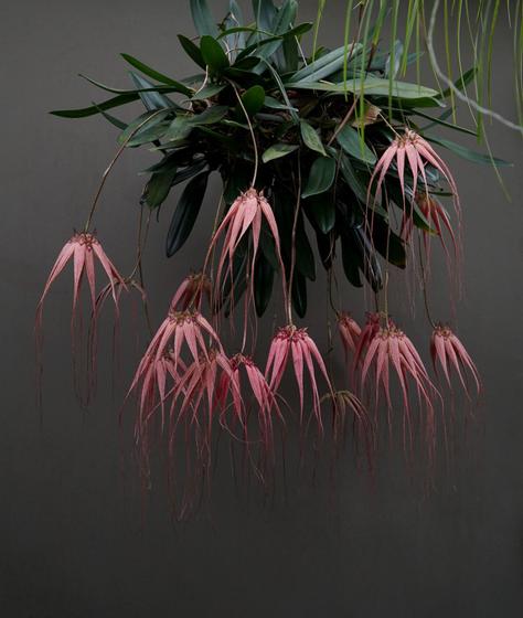 Imagem de Orquidea Bulbophyllum Longissimum No Vaso Pronta P/ Cultivo