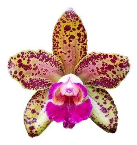 Imagem de Orquídea C. Amigo Aniel X Rlc. Waianae Leopard