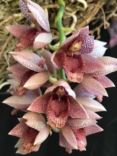 Imagem de Orquidea Catasetum Denticulatum